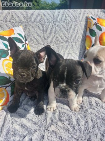Francia bulldog babák szerető otthont keresnek