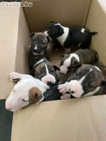 Bull Terrier male and female ready to go.
