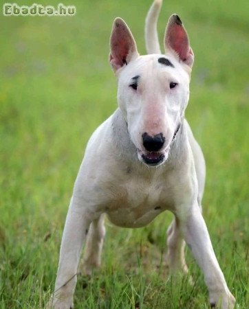 Bull Terrier male and female ready to go.