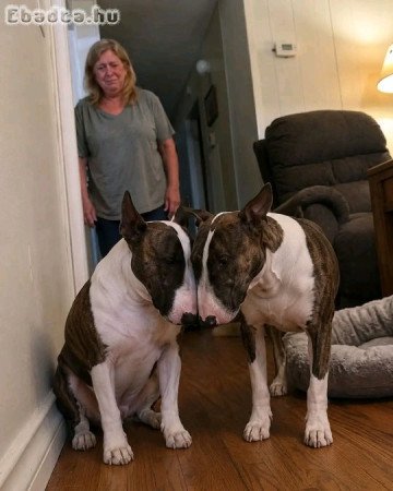 Bull Terrier male and female ready to go.