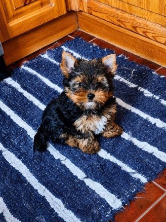 Yorkshír Terrier