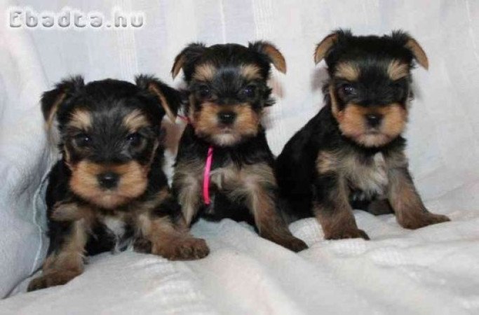 yorkshire terrier kölykök örökbefogadásra