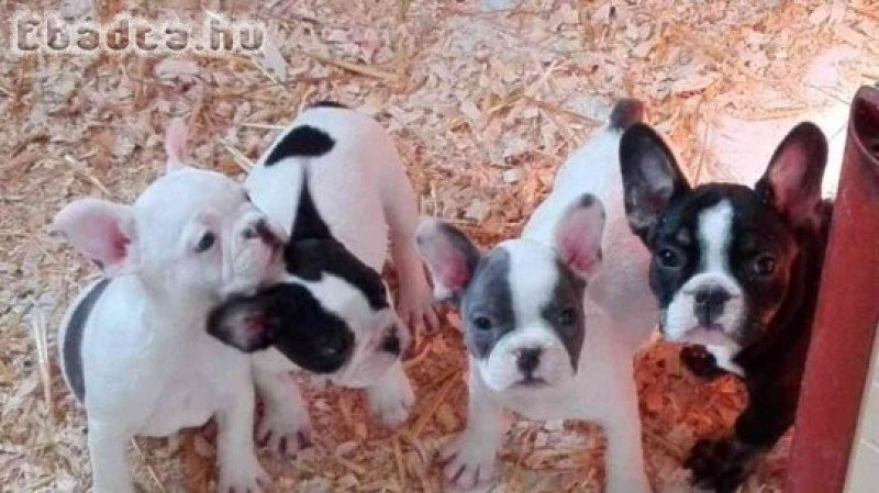 Francia bulldog kölykök örökbefogadásra