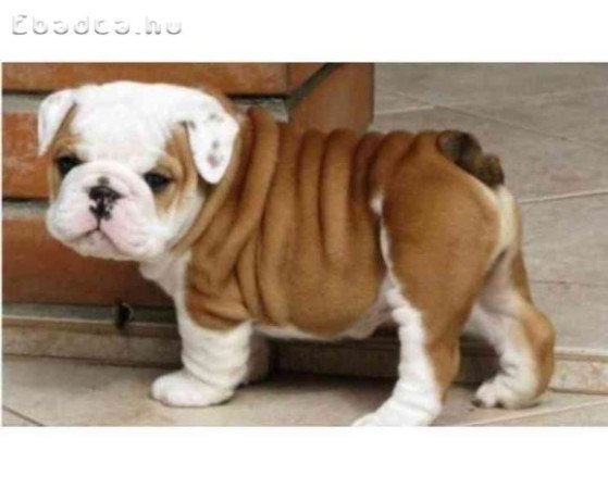 Angol bulldog kölykök örökbefogadásra