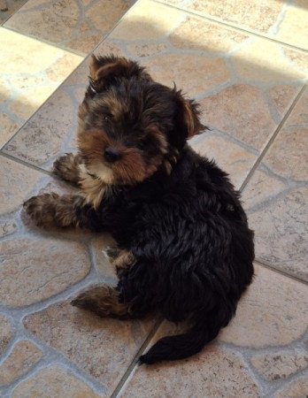 Yorkshír Terrier