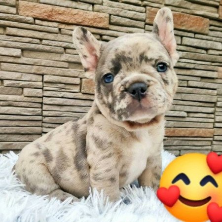 Francia bulldog