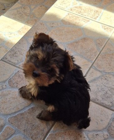 Yorkshír Terrier