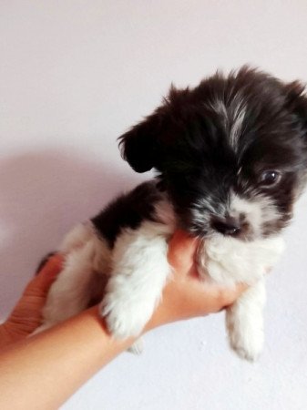 Bichon Havanese