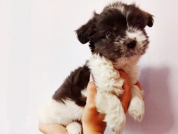 Bichon Havanese