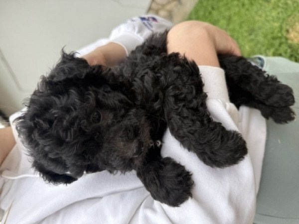 pumi