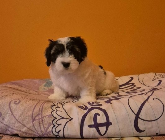 Bichon Havanese
