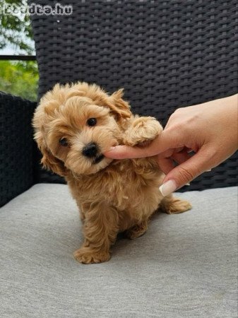 Maltipoo kölykök
