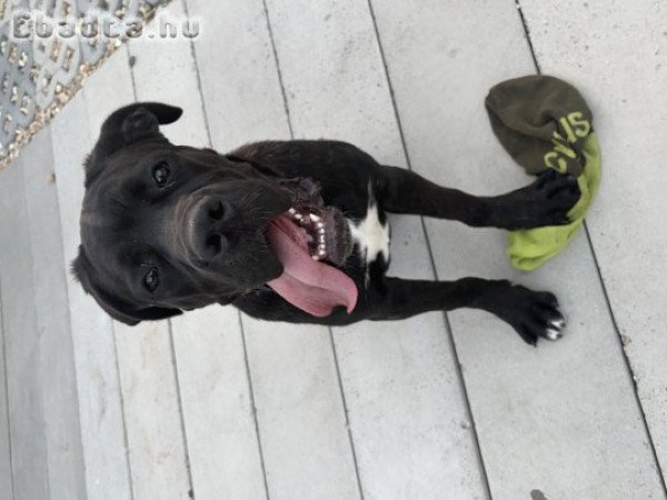 Cane Corso kiskutya