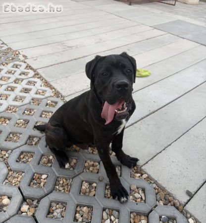 Cane Corso kiskutya
