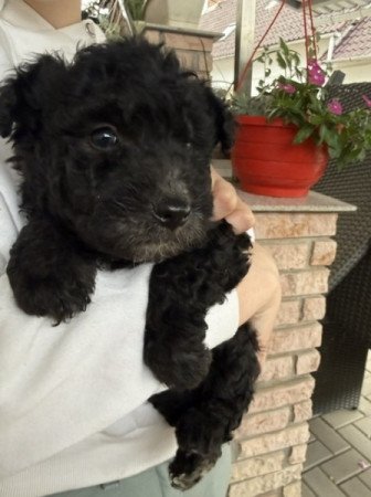 pumi
