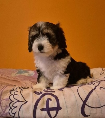 Bichon Havanese