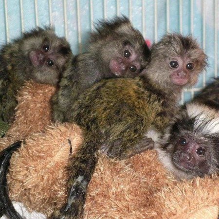 Marmoset Monkeys elérhető