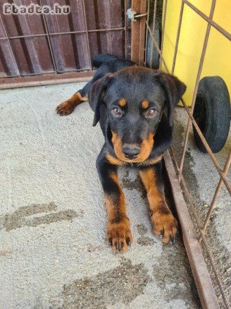 Rottweiler szuka kölyök kutya