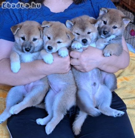 Shiba Inu kölykök felelős gazdijaikat keresik