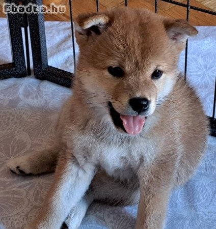 Shiba Inu kölykök felelős gazdijaikat keresik