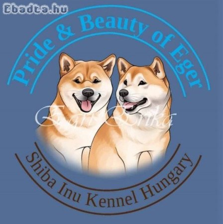 Shiba Inu kölykök felelős gazdijaikat keresik