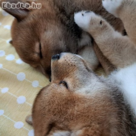 Shiba Inu kölykök felelős gazdijaikat keresik