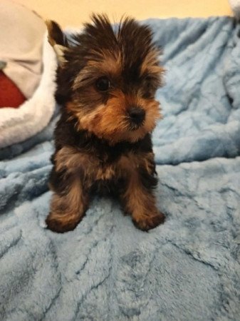 Yorkshire terrier