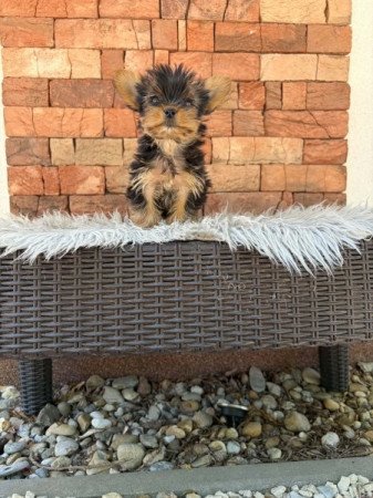 Yorkshire terrier