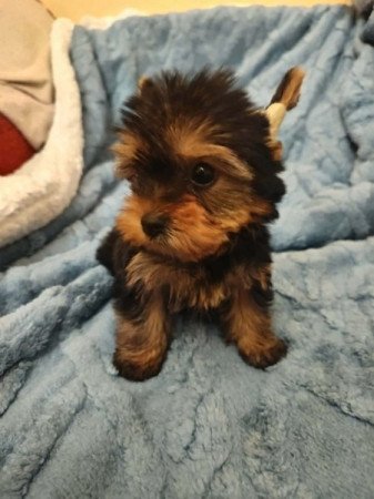 Yorkshire terrier