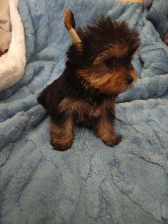 Yorkshire terrier
