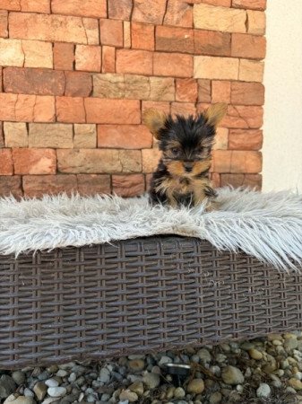 Yorkshire terrier