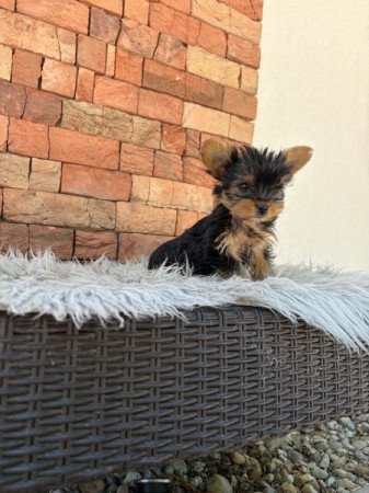 Yorkshire terrier