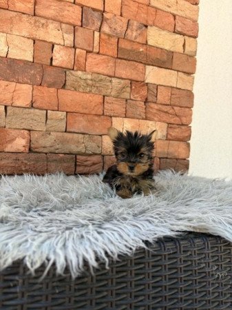 Yorkshire terrier
