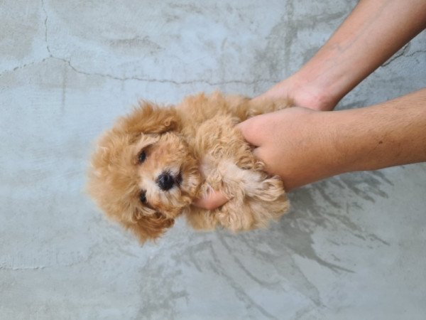 Maltipoo