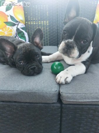 Francia bulldog babák szerető otthont keresnek