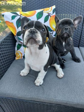 Francia bulldog babák szerető otthont keresnek