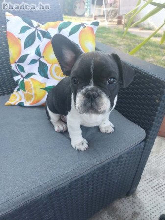 Francia bulldog babák szerető otthont keresnek