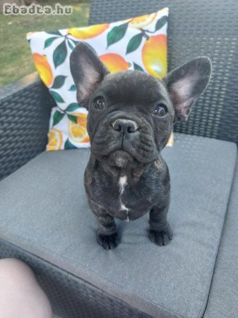 Francia bulldog babák szerető otthont keresnek