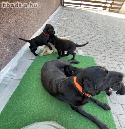 Eladó Labrador Retriever kölykök!