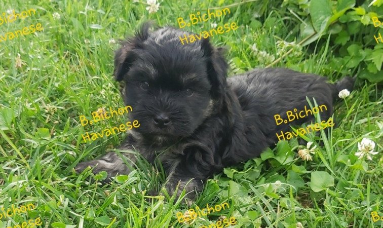 Bichon Havanese