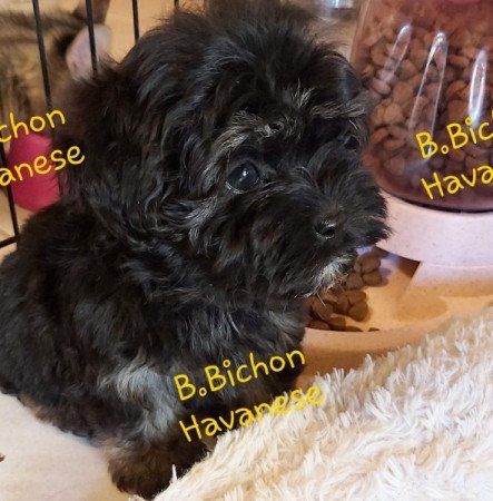 Bichon Havanese