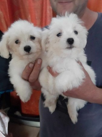 Bichon havanes