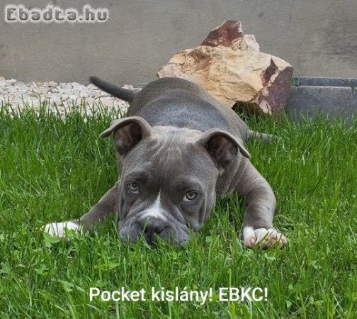 Amerikai Bully! Pocket