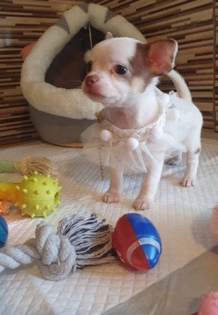 Csivava / Chihuahua