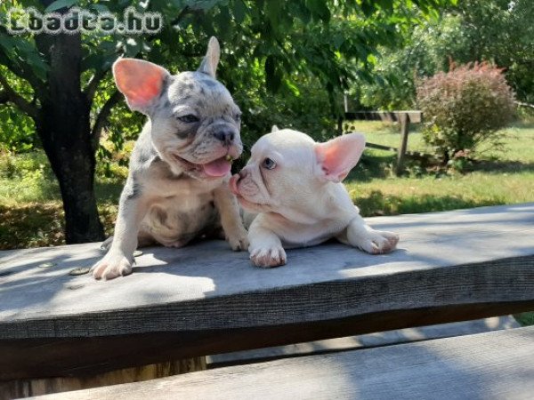 minőségi francia bulldog eladó kiskutyák