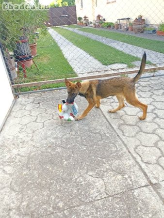 Munkavonalú ordas kislány!