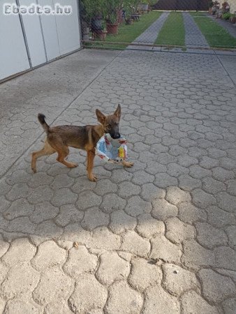 Munkavonalú ordas kislány!