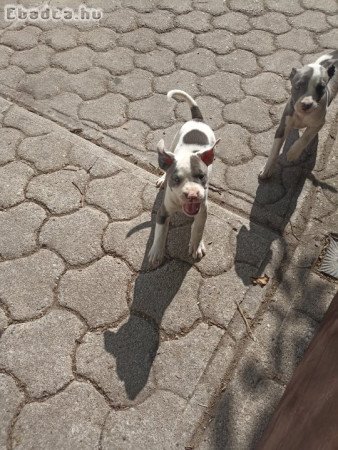 Amerikai staffordshire terrier kiskutyák!