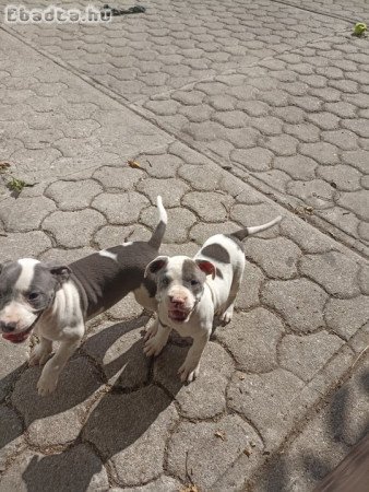 Amerikai staffordshire terrier kiskutyák!