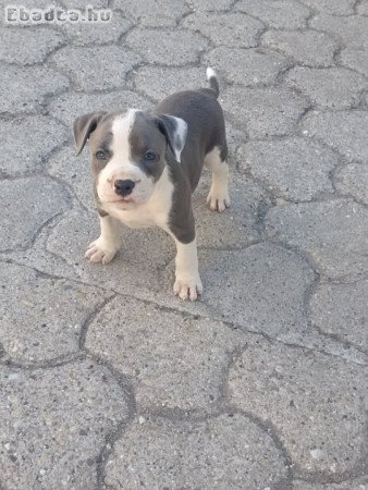Amerikai staffordshire terrier kiskutyák!
